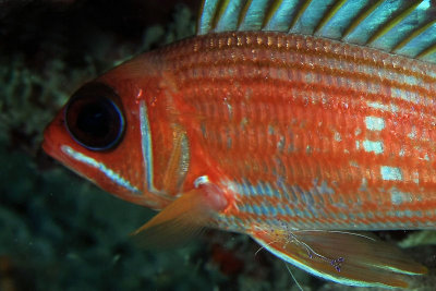 Squirrelfish with cleaner shrimp on fin