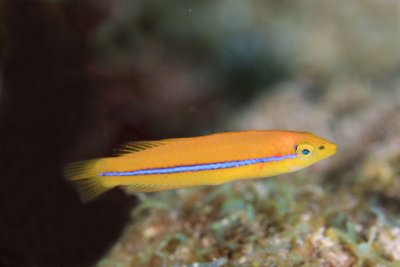 Juvenile yellowhead wrasse