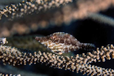 Now you see me (slender filefish)