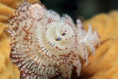 Christmas tree worm