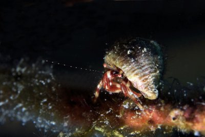 Red-stripe hermit crab