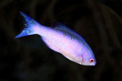 Creole wrasse - initial color phase