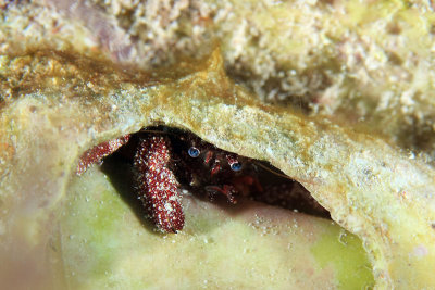 White-speckled hermit crab