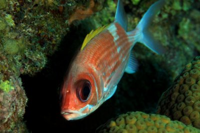 Squirrelfish