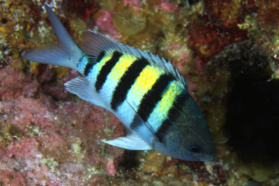 g1/83/838783/3/115592546.AFFnPgV7.jpg
