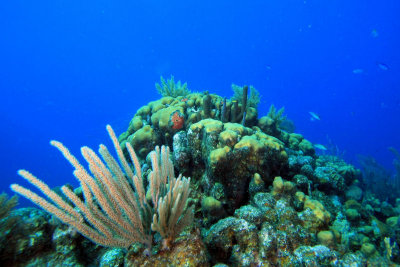 Reef scene with corals and sponges