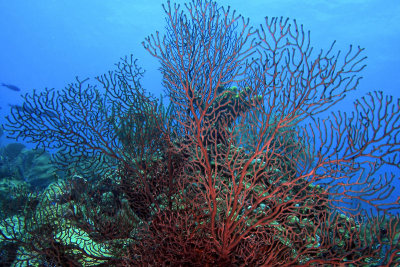 Deep water sea fan coral