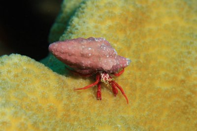 Red reef hermit crab