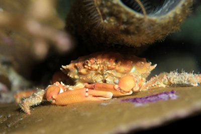 Red ridged clinging crab