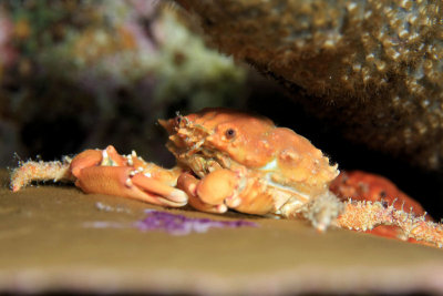 Crabs hiding under sopnge