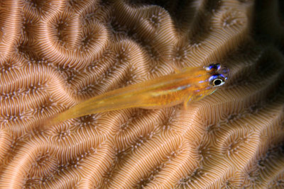 Goby on coral