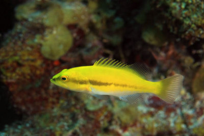 Juvenile tiger grouper?