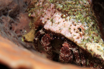 White-speckled hermit crab