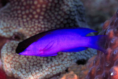 Black-cap basslet