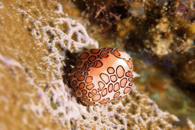 Flamingo tongue snail