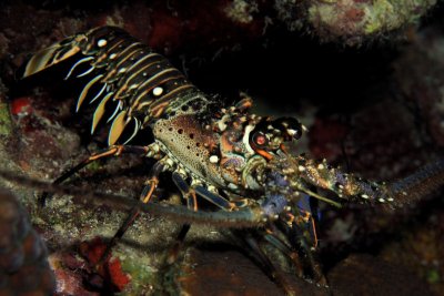 Caribbean spiny lobster