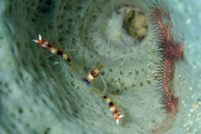 Banded shrimp with brittle star in sponge