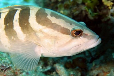 Tiger grouper