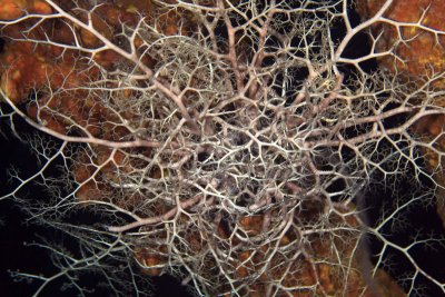 Basket star on sponge