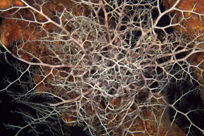 Basket star on sponge