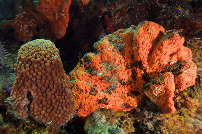 Giant star coral with orange elephant ear sponge