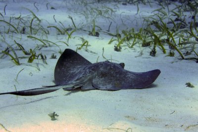 Southern stingray