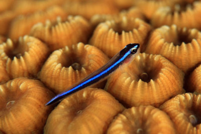 Neon goby on star coral