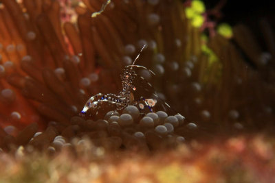 Spotted cleaner shrimp in anemone