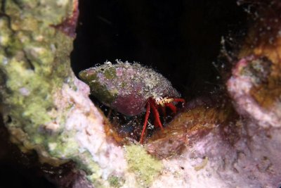 Red reef hermit crab