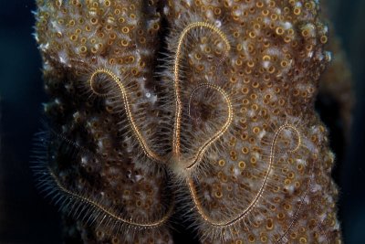 Brittle star on sponge