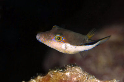 Sharpnose puffer