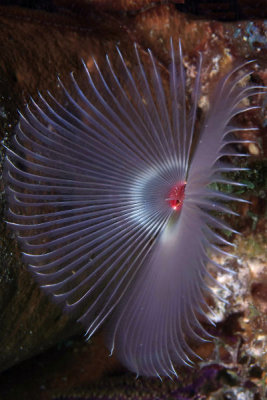 Split-crown feather duster