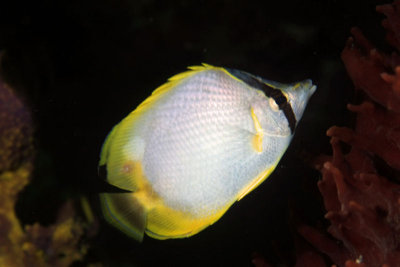 Spotfin butterflyfish