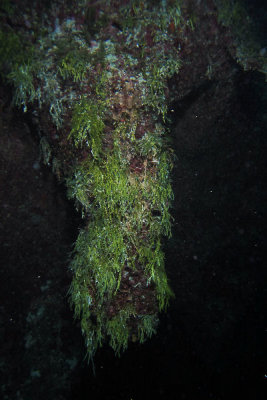 Stalactite in blue hole