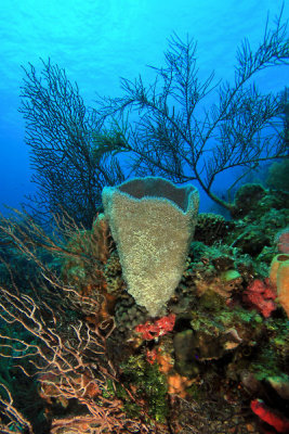 Vase sponge with other sponges and corals