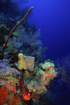 Sponges and corals