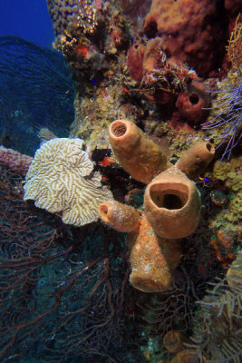 Sponges and corals