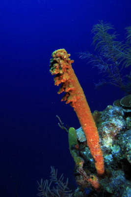 Solitary tube sponge