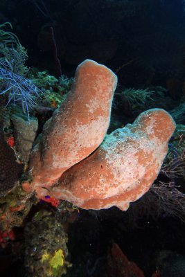 Brown tube sponges