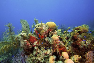 Reef scene