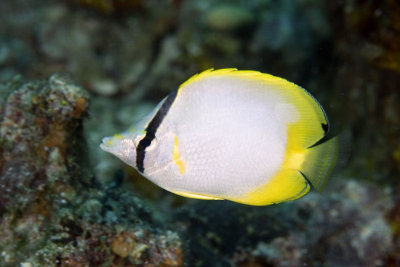 Spotfin butterflyfish