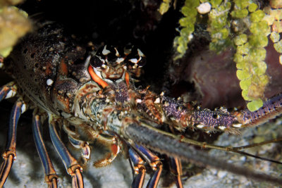 Caribbean spiny lobster