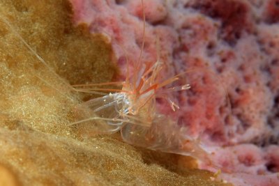 Shrimp (peppermint variety?)