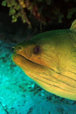 Green moray eel