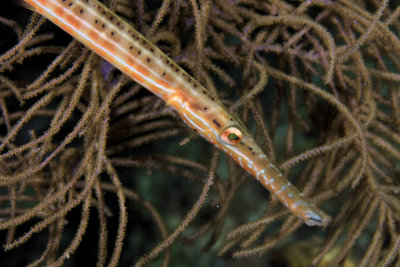 Trumpetfish