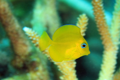 Juvenile blue tang - yellow phase