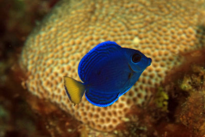 Juvenile blue tang - blue phase with yellow tail