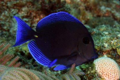 Juvenile blue tang - blue phase