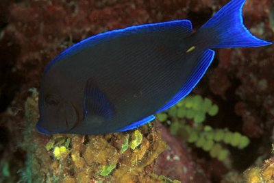 Adult blue tang