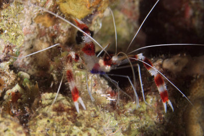 Spotted cleaner shrimp